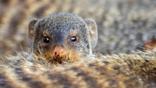 One banded mongoose peers over the back of another