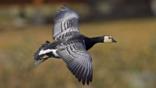 Adult barnacle goose in flight 