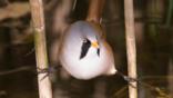 A bearded tit perched in a reed bed