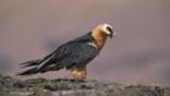 Bearded vulture standing on a rock