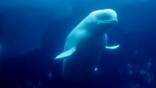 A beluga whale underwater