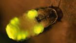 A firefly glowing yellow and green