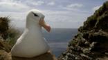 Black-browed albatross sitting on its nest