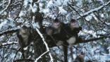 Yunnan snub-nosed monkeys in a snow covered tree