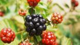 Blackberries in various states of ripeness