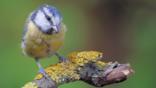 Blue tit landing on a tree branch