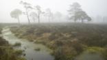 A Scottish bog woodland in dawn mist