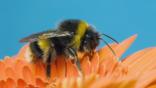 Buff-tailed bumble bee feeding from flower
