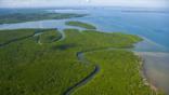 Rainforest and mangroves in a estuary in Malaysia 