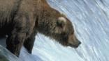 Grizzly bear standing in river looking for fish