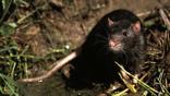 A brown rat