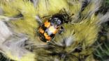 A sexton beetle on a dead greenfinch