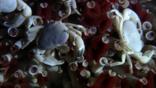 A group of hot vent crabs