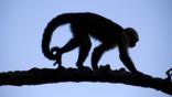 Silhouette of a white-faced capuchin monkey