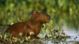 Capybara sitting in wetlands