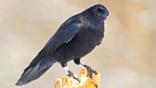 A carrion crow