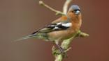 Chaffinch perched on branch surrounded by blossom