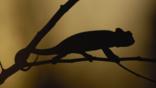 Silhouette of an Oustalet's chameleon