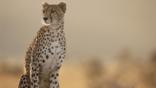 A sitting female cheetah looking alert