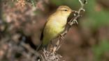 Chiffchaff spreading wings for flight