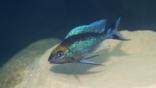 Male featherfin cichlid fish underwater