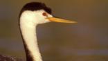 Profile of Clark's grebe