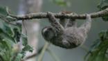 Sloth hanging from a tree branch