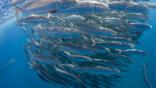 A bait ball of sardines