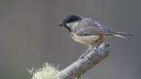 Coal tit perched on a branch