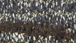 A very crowded colony of king penguins