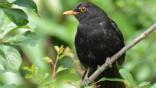 Male blackbird standing at edge of water