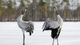 Common crane pair displaying