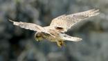 Kestrel with talons out coming to land on prey