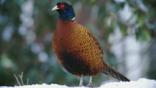 Common pheasant standing in snow