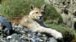 Wild puma resting on the ground