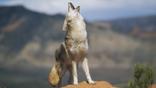 Coyote howling from high point on red sandstone
