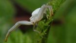 A golenrod crab spider on a flower