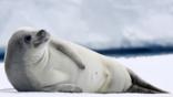 A crabeater seal lying on ice
