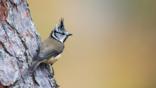 Crested tit perched on branch