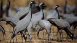 A group of demoiselle cranes feeding from the ground