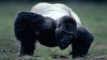 Male western lowland gorilla reaching for soil to eat