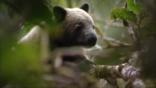Doria's tree-kangaroo in a tree