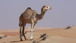 Dromedary camel in sandy desert
