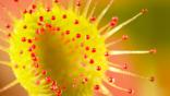 Common sundew with its sticky tentacles extended