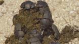 Dung beetle group on elephant excrement, South Africa
