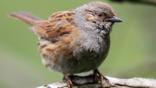 Portrait of a dunnock in profile