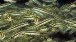 A shoal of striped catfish