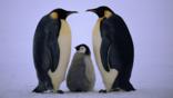 An emperor penguin chick between two adults facing each other