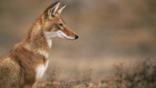 Profile of a sitting simien jackal