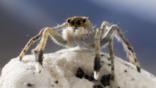 Close-up of the jumping spider